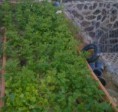 /album/fotogaleria/patatas-web-jpg/